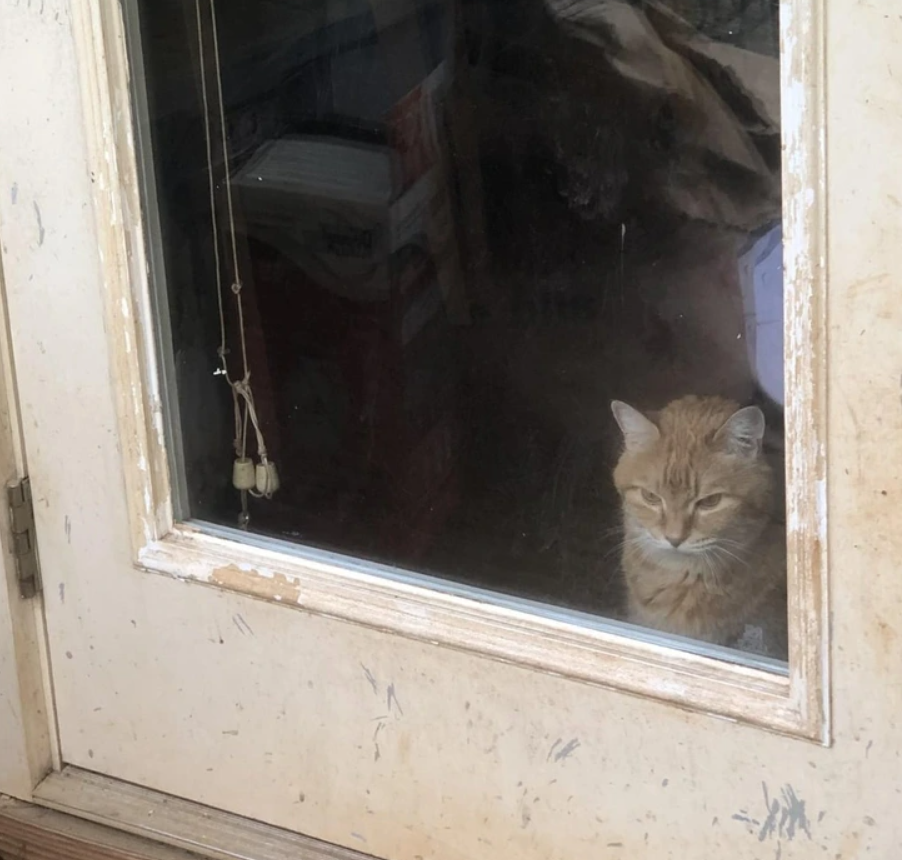 Zvedavá mačka hľadí von cez sklenené dvere, okolité prostredie je staršia drevená budova.