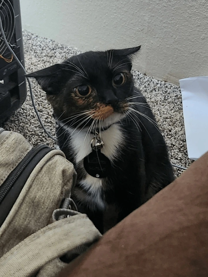 Čierna mačka s bielou náprsenkou sedí na koberci vedľa tašky a papiera.