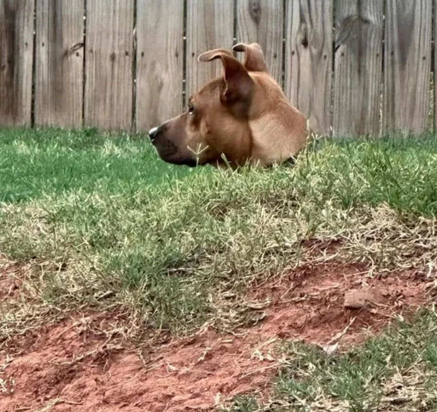 Pes vykúkajúci z jamy na dvore pri drevenom plote, s hlavou len mierne nad úrovňou trávy.