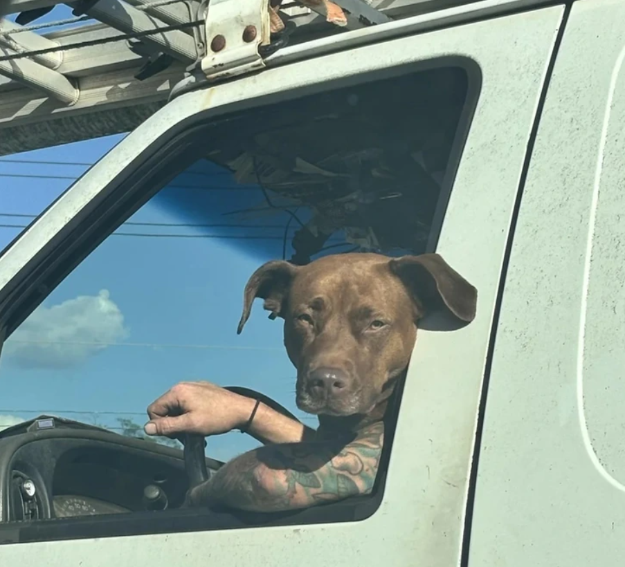 Pes s vážnym výrazom sedí na mieste vodiča v aute, ruka majiteľa drží volant.