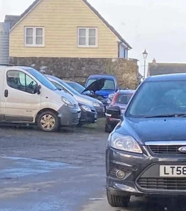 Parkovisko s autami, v pozadí žltý dom a veľký čierny vták na kapote modrého auta.