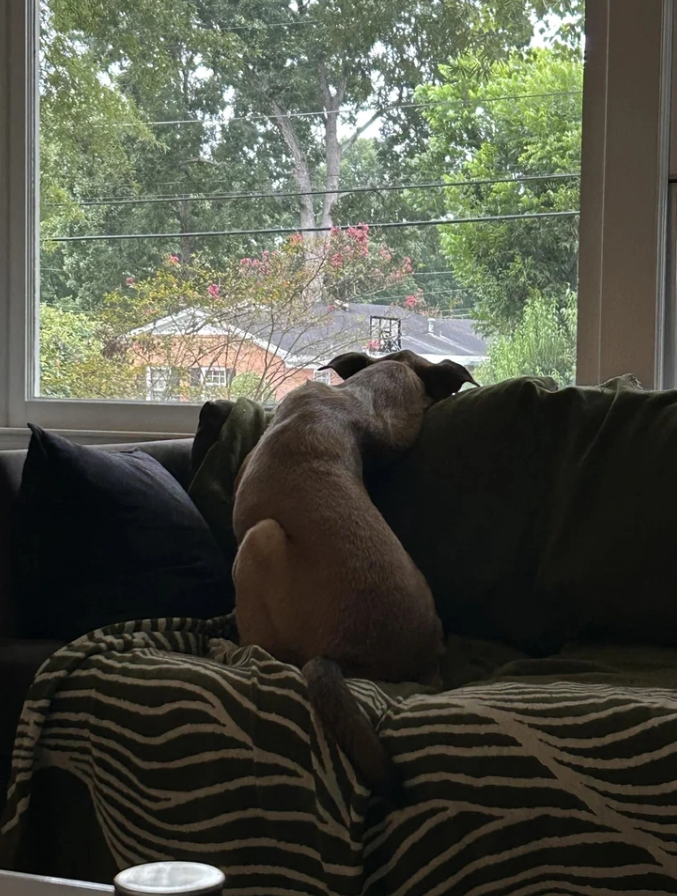 Pes sedí na gauči a pozerá z okna na záhradu.