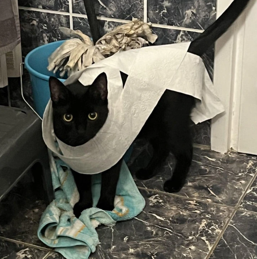 Čierna mačka s toaletným papierom okolo tela stojí v kúpeľni vedľa mopovej vedrá.