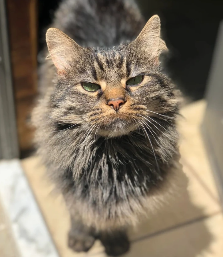 Pohľad zblízka na mačku s hustou srsťou na slnečnom mieste v interiéri.