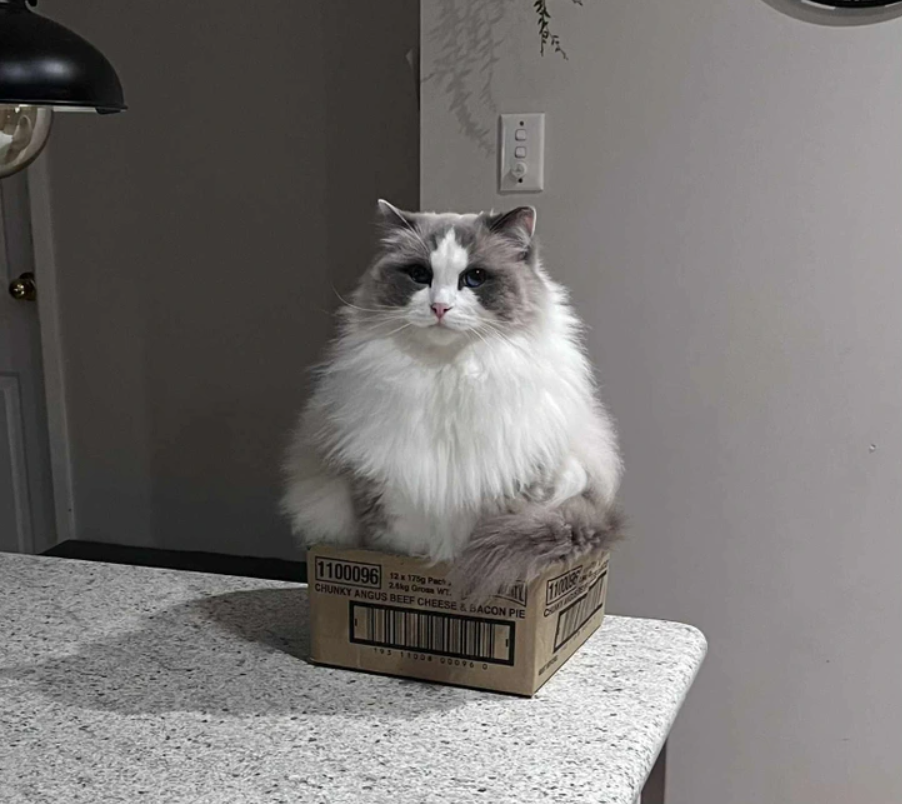 Nadýchaná mačka sedí na krabici na kuchynskej doske, tvár má sústredenú, pozadie je jemne osvetlené.