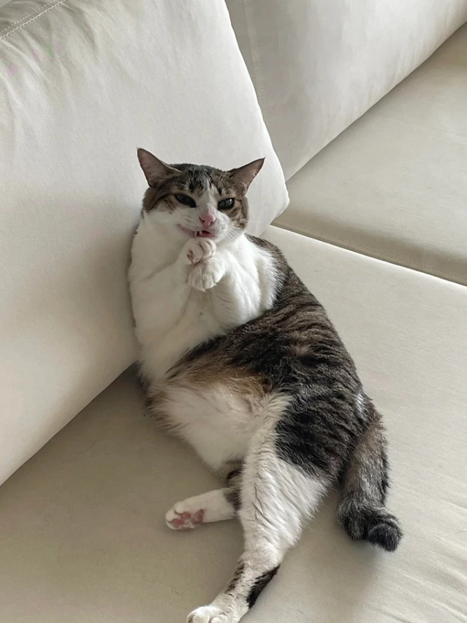 Mačka ležiaca na gauči s labkami pri ústach, pôsobí zamyslene.