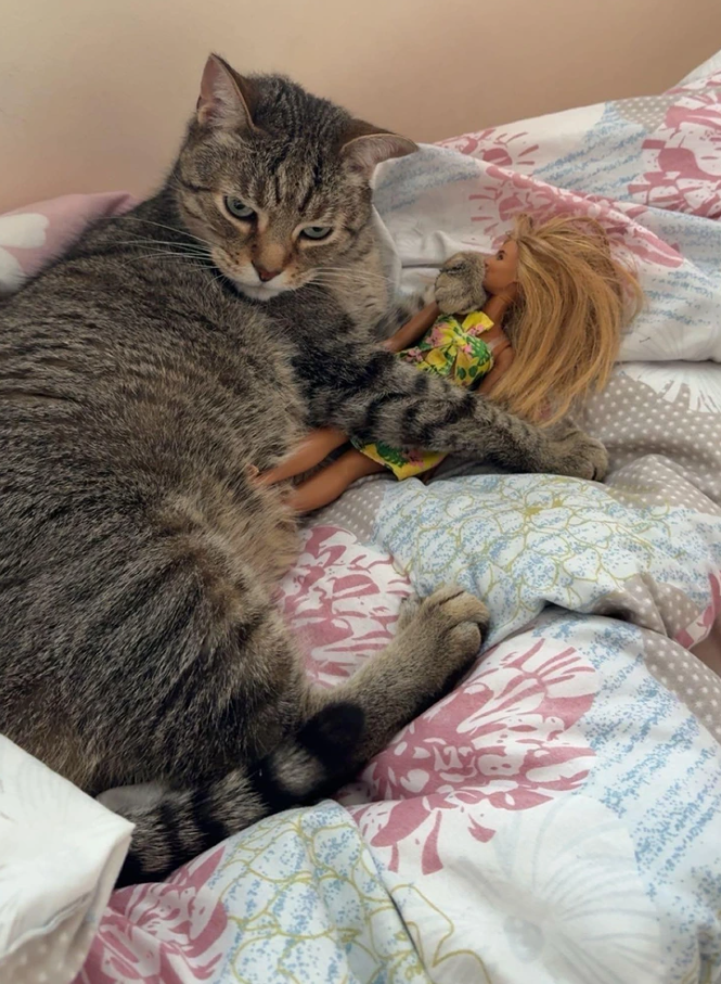 Mačka leží na vankúši s bábikou v náručí, oddychujúca na kvetinovej posteľnej bielizni.