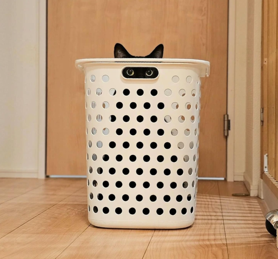 Mačka skrývajúca sa za bielym perforovaným košom na bielizeň v interiéri.