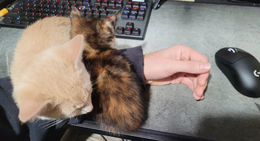 Dve mačiatka pohodlne ležia na ruke človeka pri klávesnici a myši.