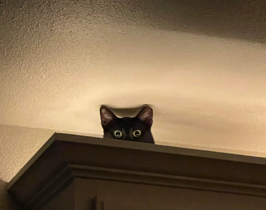 Čierna mačka vykukuje z vrcholu skrine s bdelým pohľadom a ušami hore, pripravená na akciu.