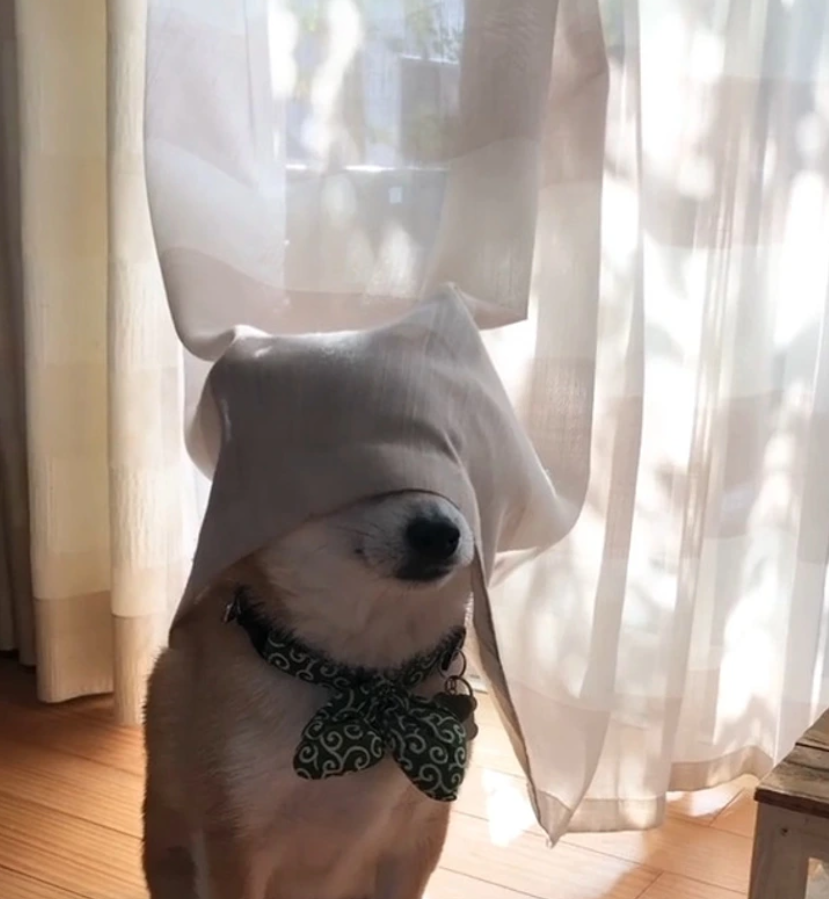 Pes s motýlikom a záclonou na hlave stojí v slnečnej miestnosti.