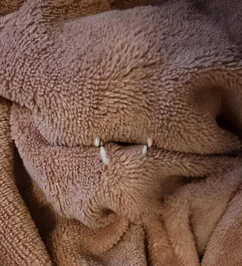 Hnedá prikrývka s vyčnievajúcimi bielymi mačacími pazúrmi skrýva spokojného domáceho miláčika.