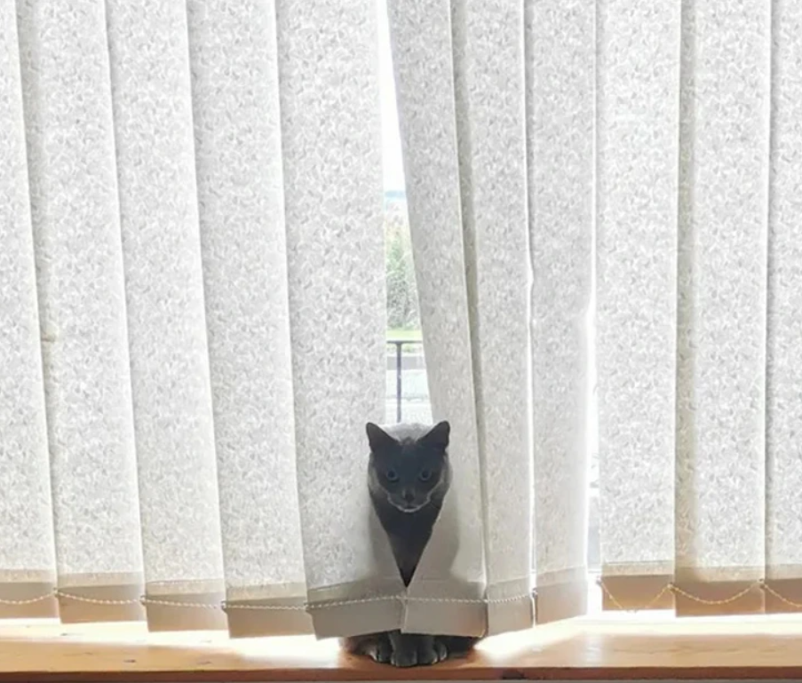 Čierna mačka sa schováva za bielymi žalúziami a pozoruje svetlo prenikajúce oknom.