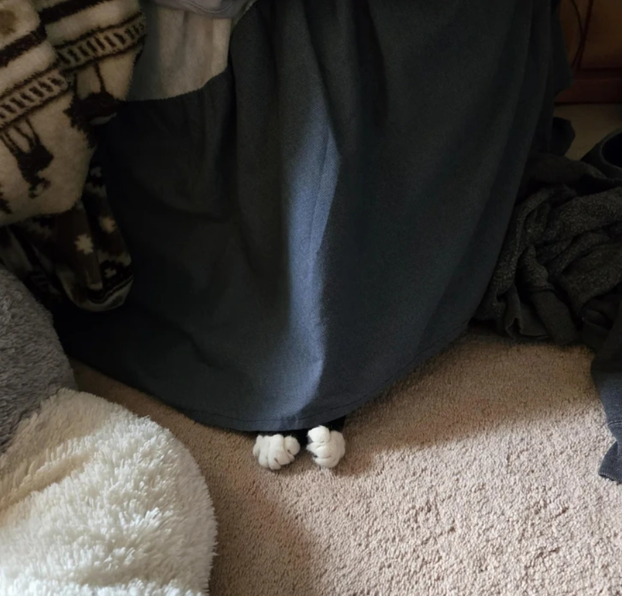 Mačacie labky vykúkajúce spod závesu na koberci, ukrývajúce sa v príjemnom úkryte.