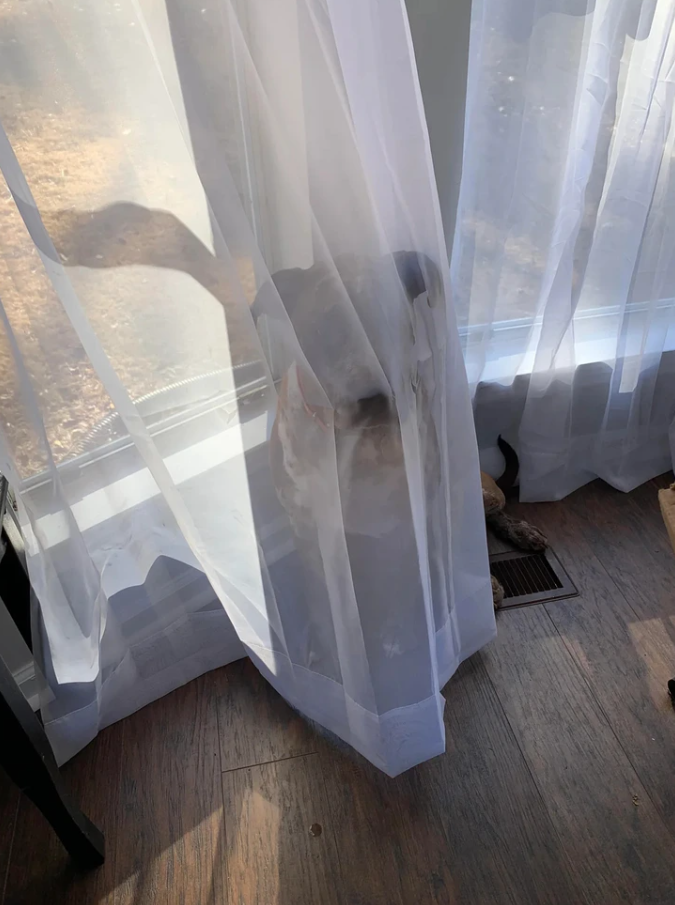 Pes schovaný za priehľadnou záclonou pri okne, v miestnosti s drevenou podlahou.