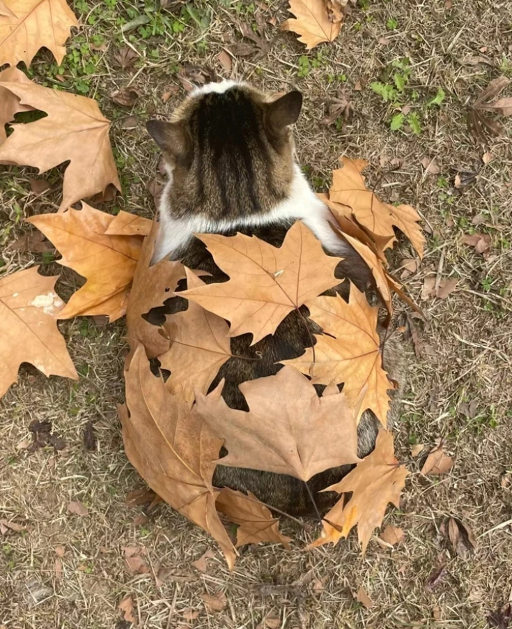 Mačka leží v tráve a na chrbte má suché jesenné lístie.