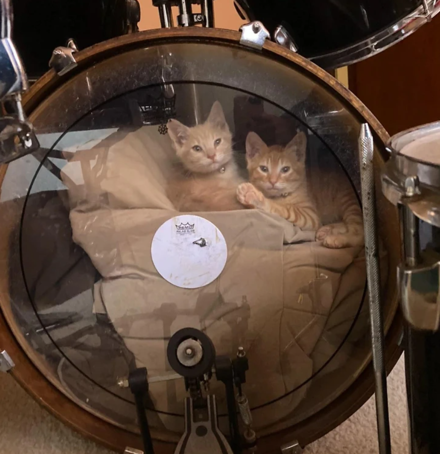 Dva mačiatka odpočívajú vo vnútri bubna, pohodlne usadené na vankúši.