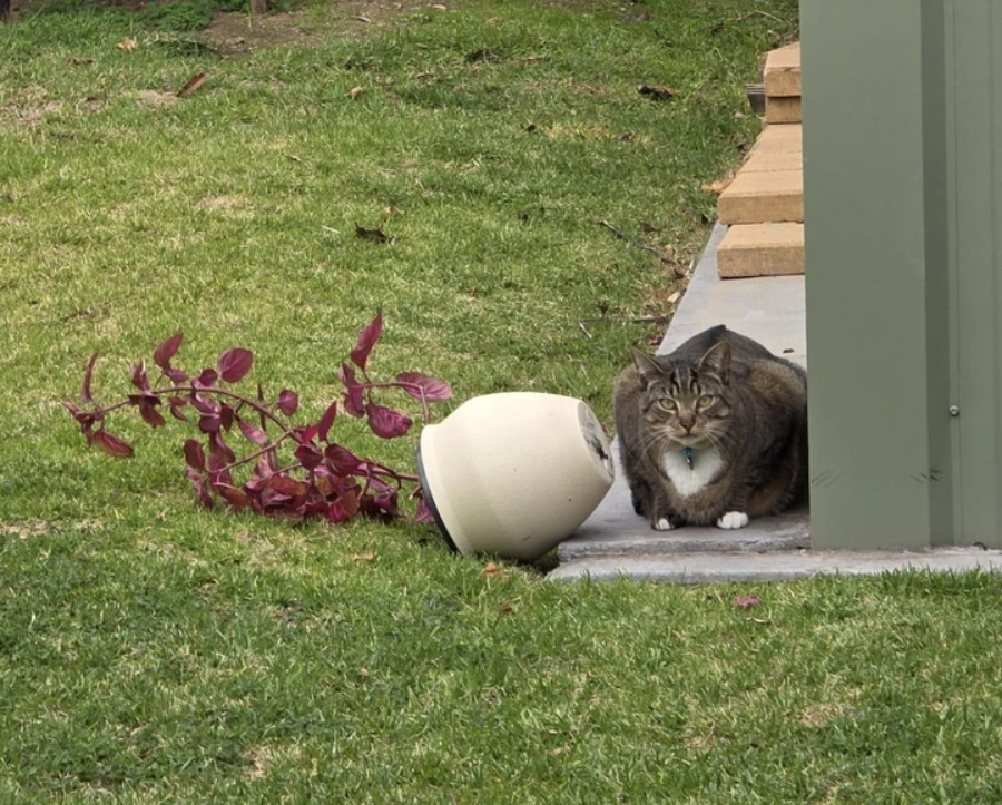 Mačka ukrytá na dvore vedľa prevráteného kvetináča s purpurovou rastlinou na tráve.