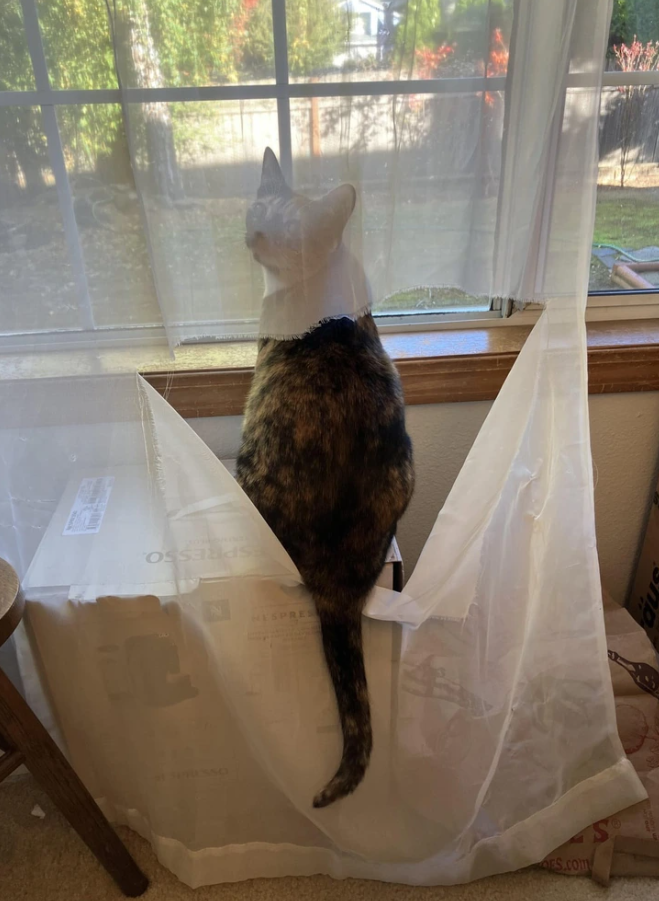 Mačka sedí na okennom parapete za záclonou, sleduje vonkajší svet.