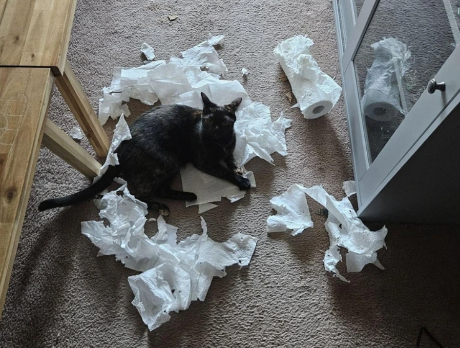 Mačka si užíva pohodené kúsky toaletného papiera na koberci vedľa skrinky.