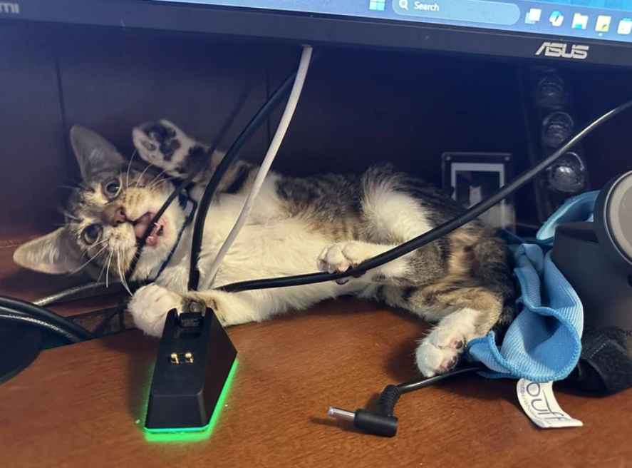 Mačka hrá s káblami pod monitorom na drevenom stole.