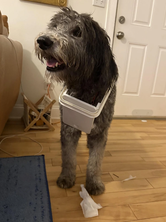 Pes s hlavou v plastovom obale stojí na drevenej podlahe, v pozadí sú dvere a kreslo.