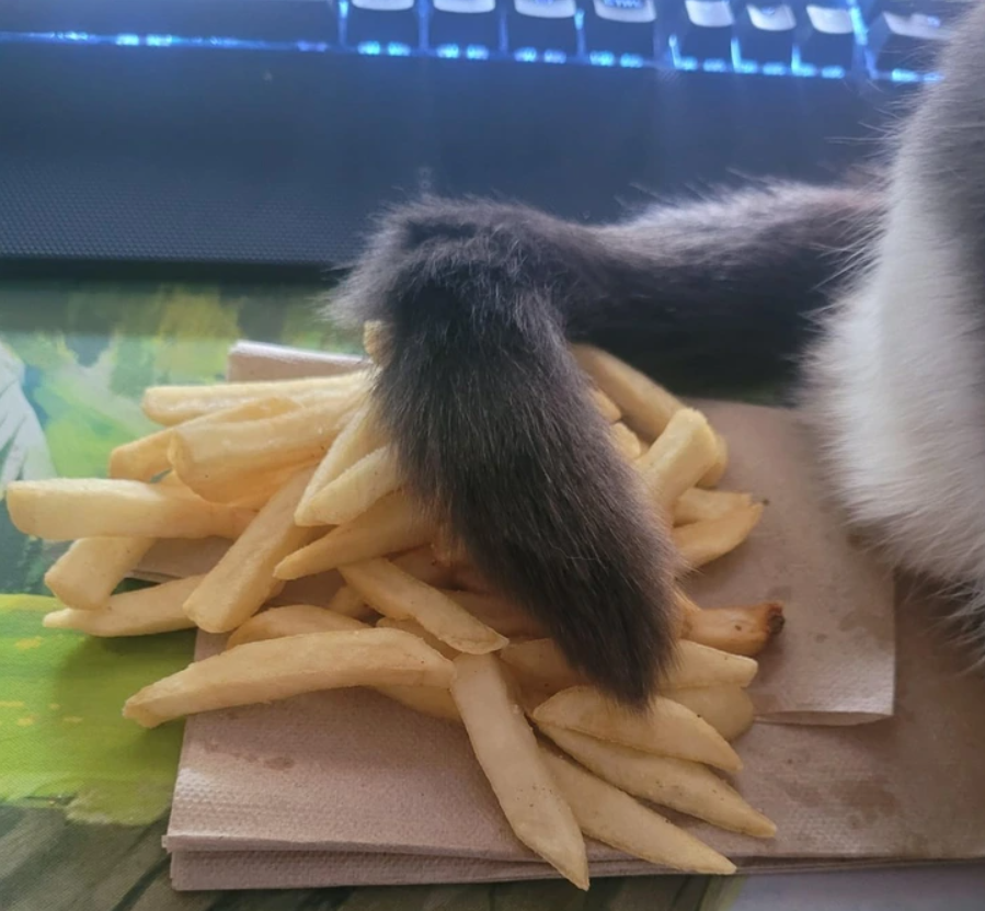 Mačací chvost na tanieri s hranolkami na papierovom obrúsku, vedľa klávesnice.