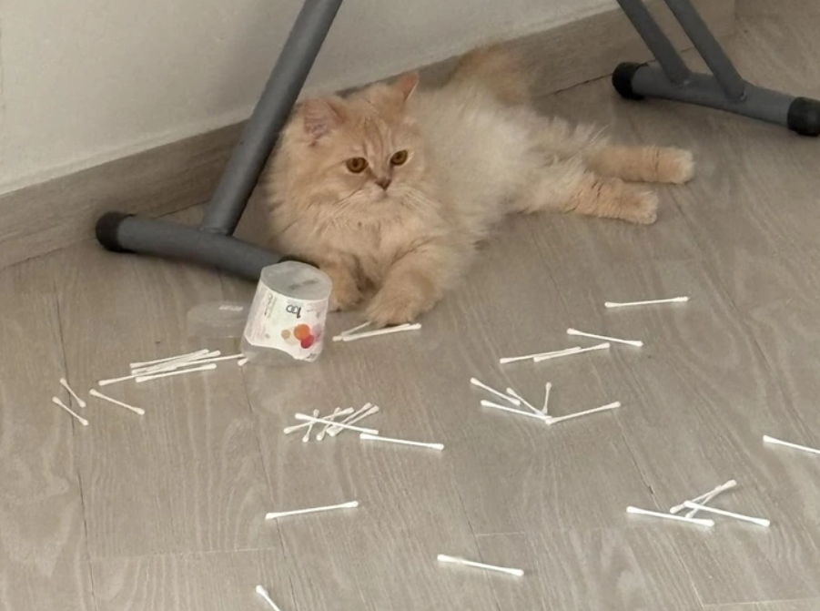 Nadýchaná mačka leží na podlahe, obklopená rozsypanými vatovými tyčinkami a plastovým pohárikom.