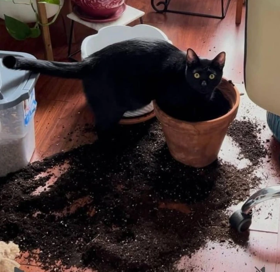Čierna mačka sedí v kvetináči, roztrúsená zemina po podlahe, domáce zviera robí neporiadok.