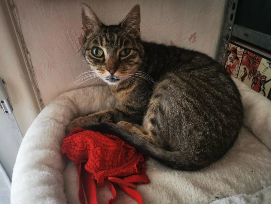 Mačka ležiaca na mäkkom pelechu vedľa červeného krajkového kusu látky.