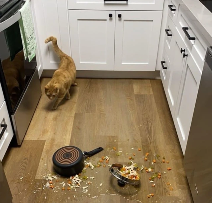 Mačka v kuchyni pri rozliatom jedle a prevrátených hrncoch na podlahe.