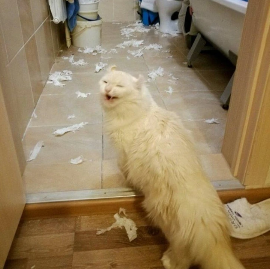 Biely mačka stojí v kúpeľni vedľa roztrhaného toaletného papiera.