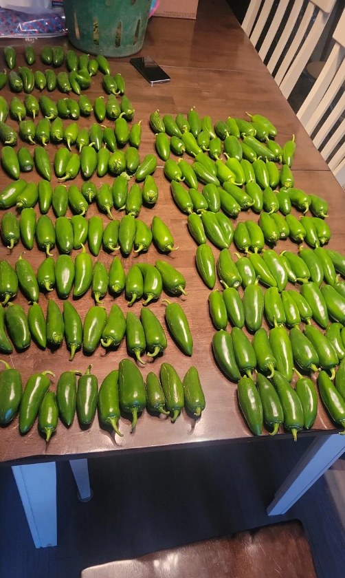 Veľa zelených papričiek jalapeño usporiadaných na drevenom stole v interiéri.