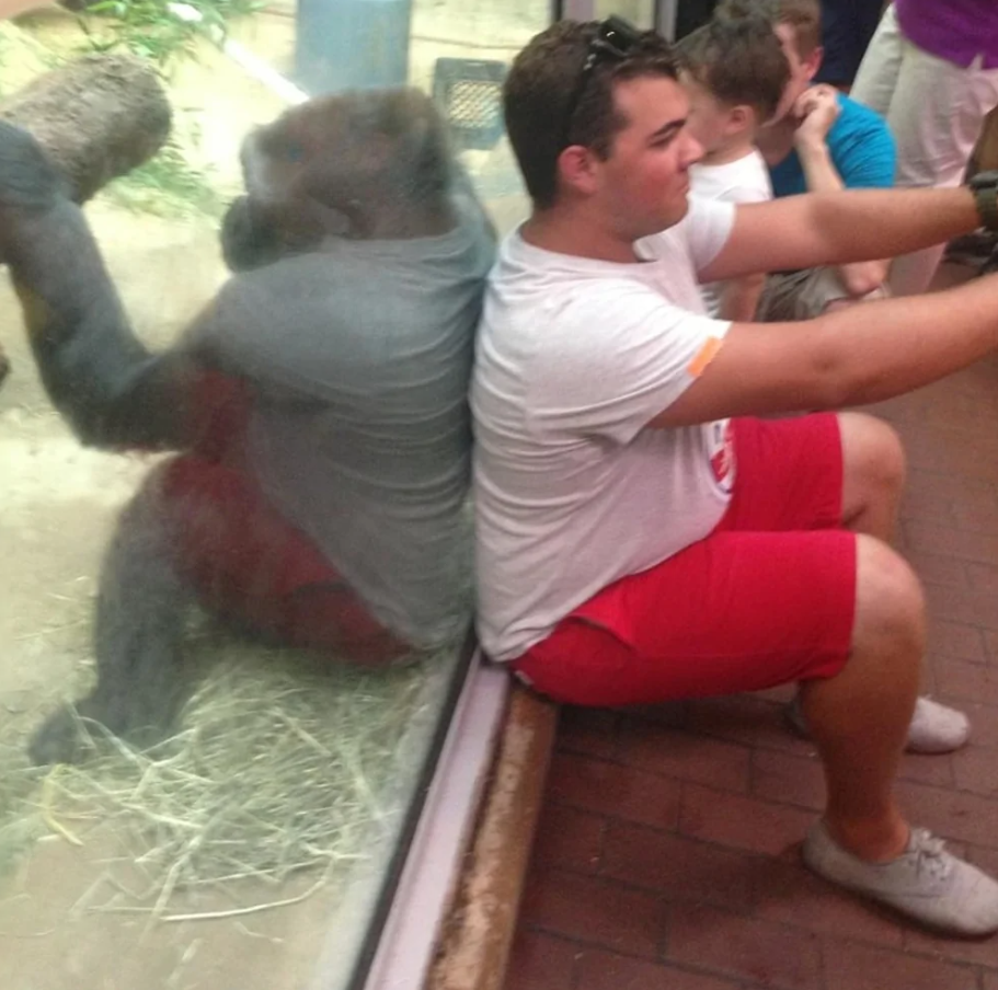 Muž a gorila chrbtom k sebe pri skle, obaja v rovnakej polohe s mobilmi, zábavný moment v zoo.