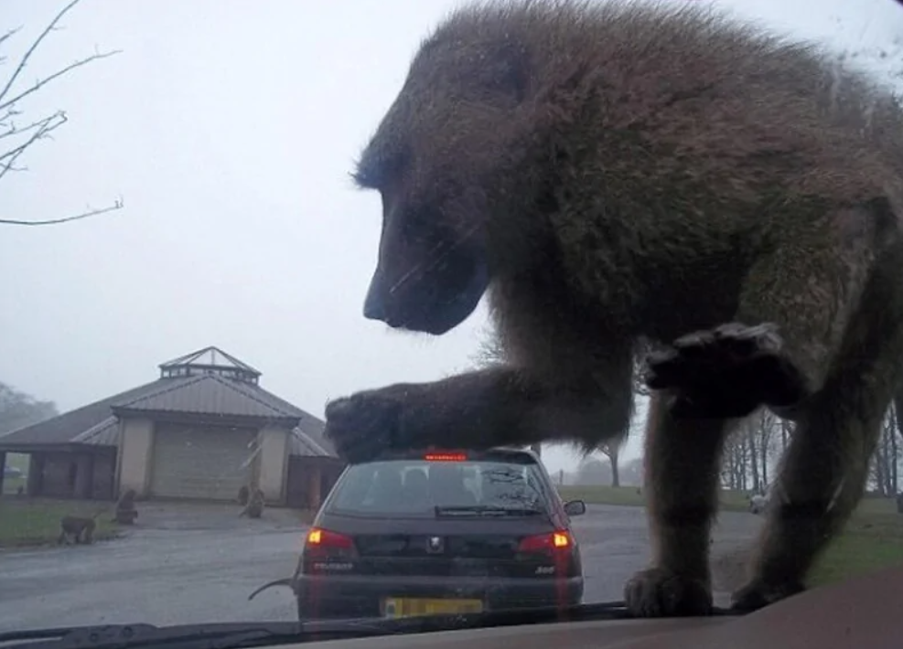 Opica na kapote auta v zoo parku vyvoláva úsmevné momenty počas návštevy zvieracej rezervácie.