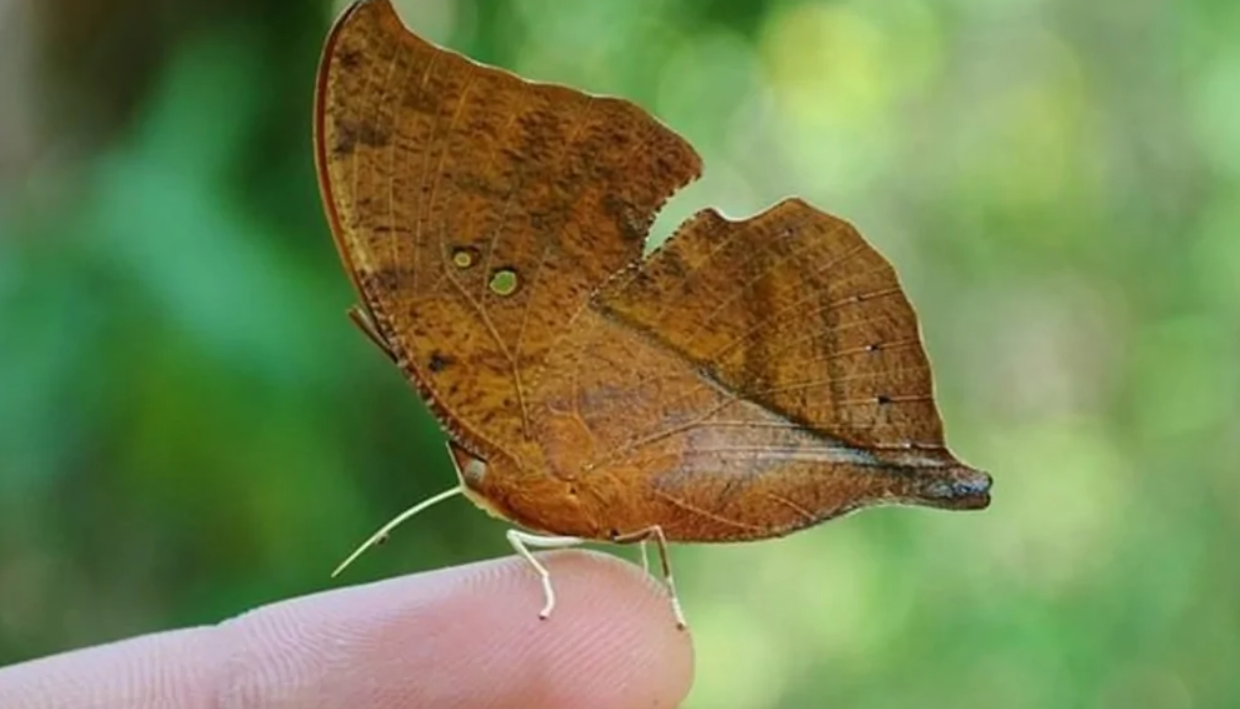 Motýľ s krídlami pripomínajúcimi suchý list sedí na prste v prírode.