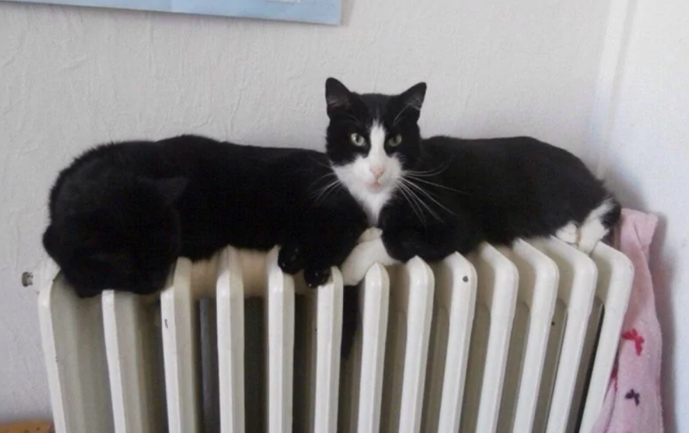 Dve mačky ležia na radiátore, užívajú si teplo v pohodlí domova.