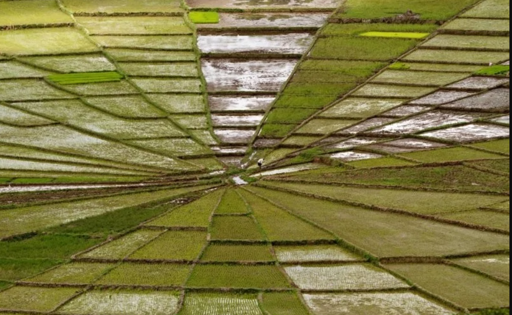 Ryžové polia zhora tvoria pravidelné geometrické tvary s rôznymi odtieňmi zelenej a hnedej.