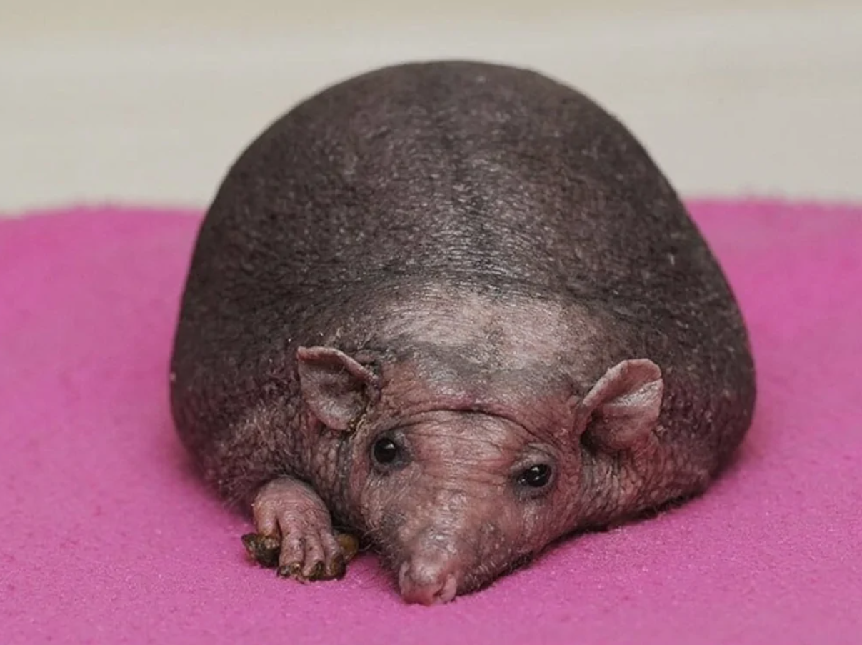 Bezsrstý ježko leží na ružovej podložke.