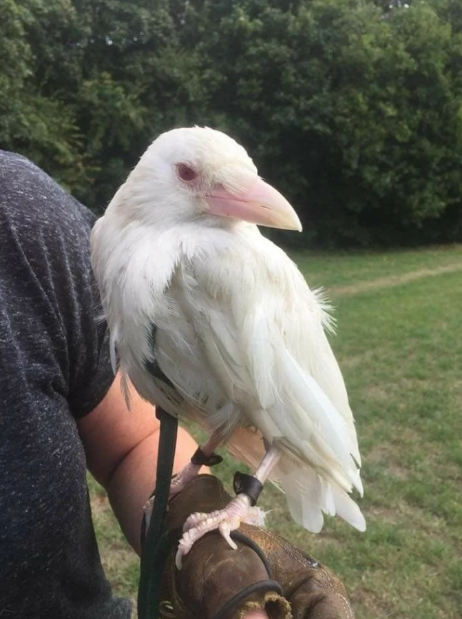 Biely vták s ružovým zobákom sedí na rukavici človeka v zelenej prírode.