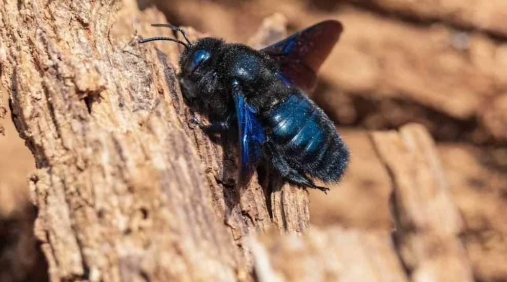Čierna včela na kúsku dreva: detailný pohľad na tmavomodrý hmyz v prirodzenom prostredí.