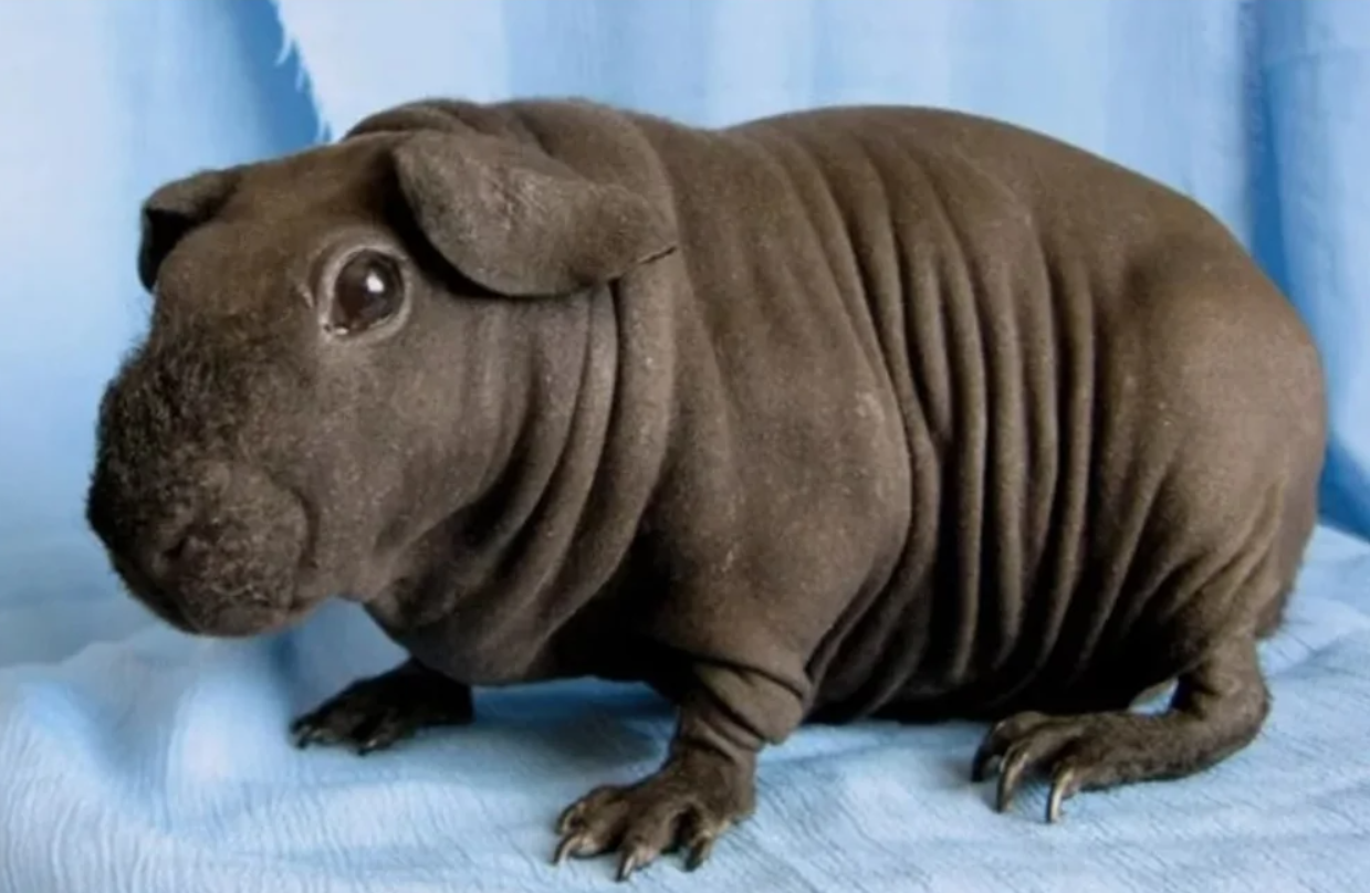 Bezsrsté morča sitter na modrej textílii so zloženou kožou.