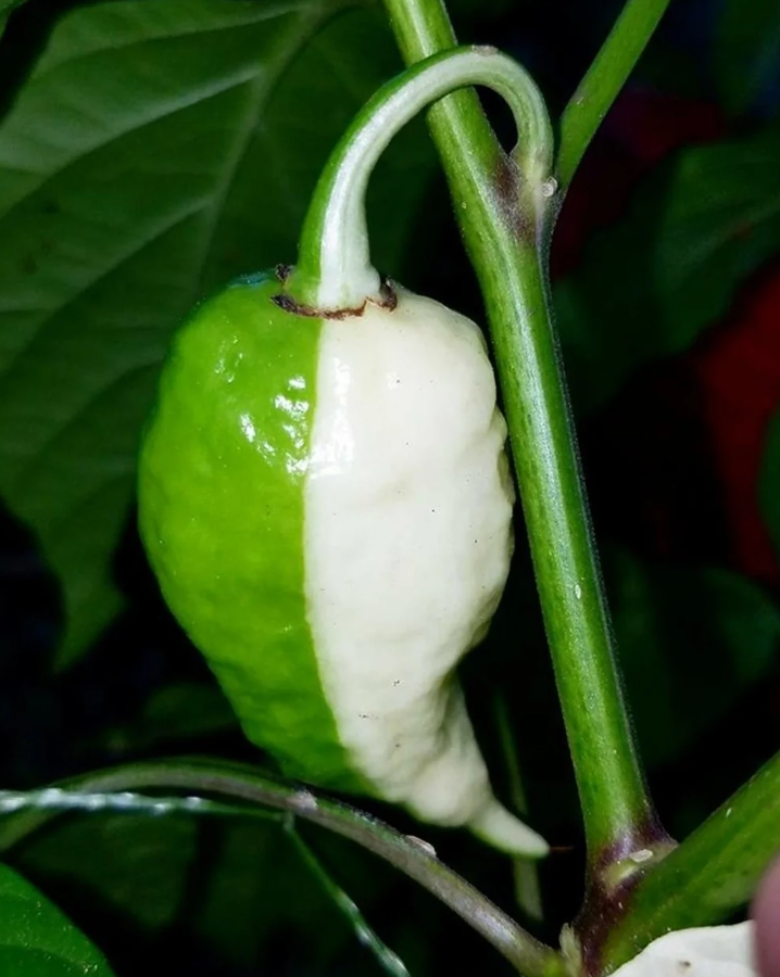 Dvojfarebná paprika na rastline: zelená a biela, detailný pohľad s listom v pozadí.