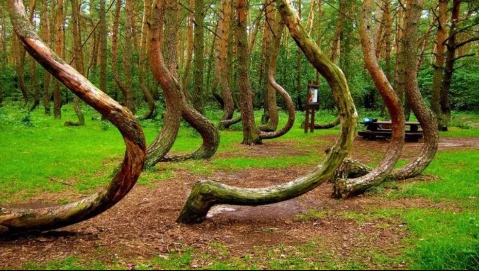 Zakrútené stromy v lese na sviežej zelenej lúke, záhadný prírodný úkaz pri turistickej ceste.