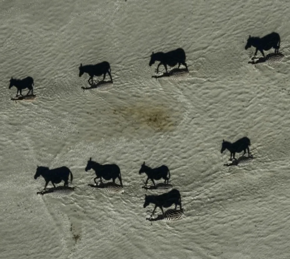 Zebry kráčajúce po piesku vrhajú dlhé tiene, ktoré tvoria ilúziu. Letecký pohľad na stádo so zaujímavými tieňmi.