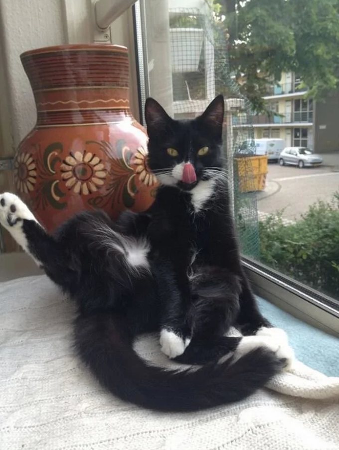 Čierna mačka s bielymi labkami sedí v okne, oblizuje sa s jazýčkom vonku, vedľa tradičnej keramickej vázy.