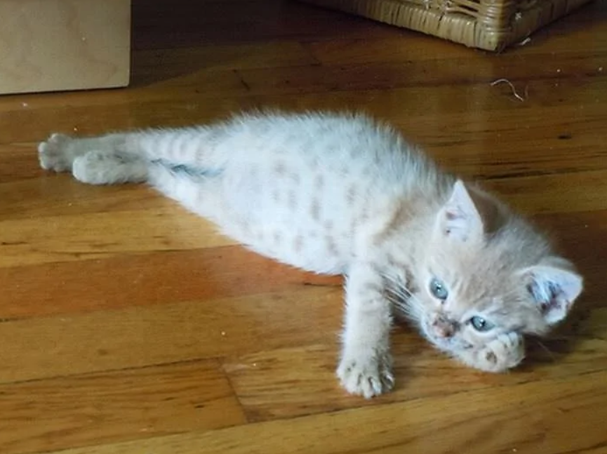 Roztomilé mačiatko leží na drevenej podlahe, zvedavo sa pozerá.