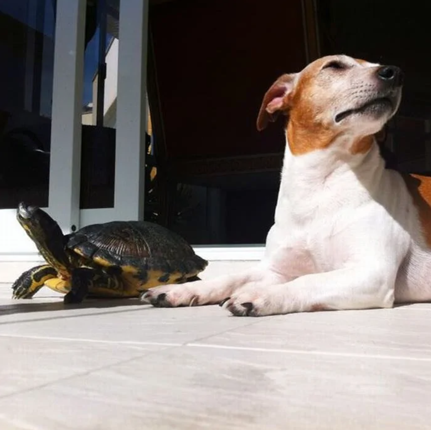 Pes a korytnačka sa spolu slnia na terase pod jasným slnečným svetlom.