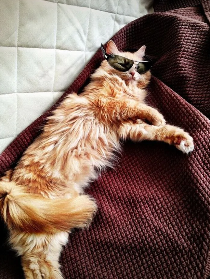 Ležiaca oranžová mačka s okuliarmi relaxuje na hnedej deke.