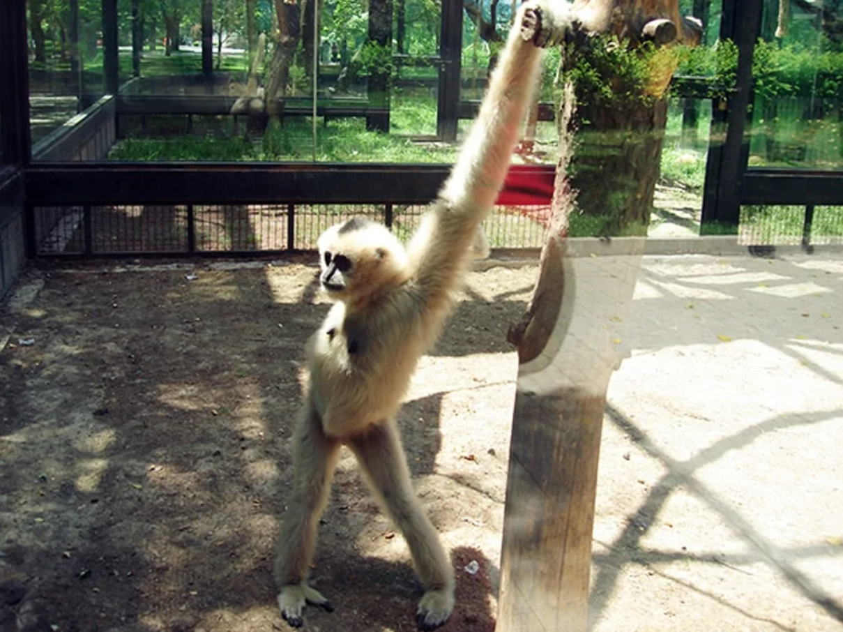 Gibon v zoo sa drží konára a pozoruje okolie vo svojom výbehu v slnečnom počasí.